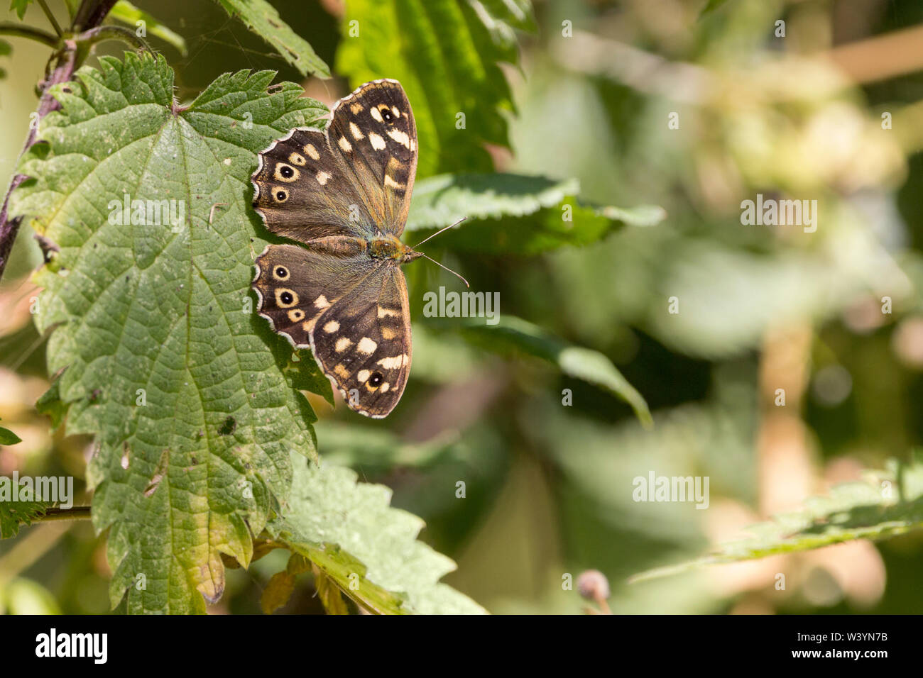 Speckled wood butterfly (Pararge aegeria) dark brown with buff patches, and false eye markings one on forewings three on hindwings with white centres Stock Photo