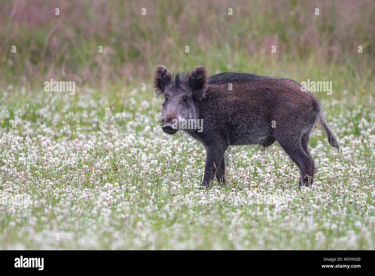 wild boar, Wildschwein (Sus scrofa) Stock Photo