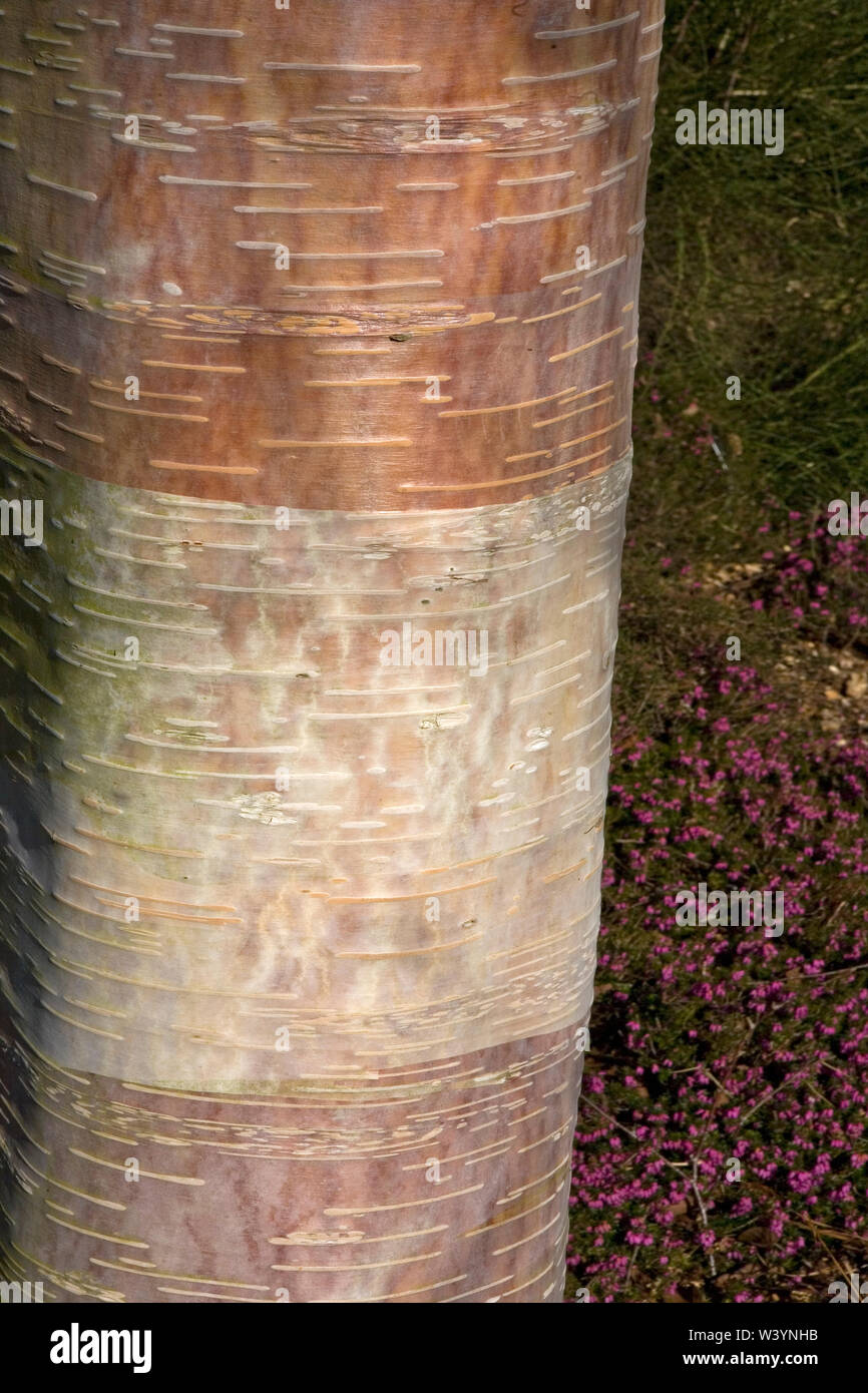 Close-up of the trunk of Himalayan birch tree (Betula utilis), Sir Harold Hillier Gardens, Romsey, Hampshire, UK Stock Photo