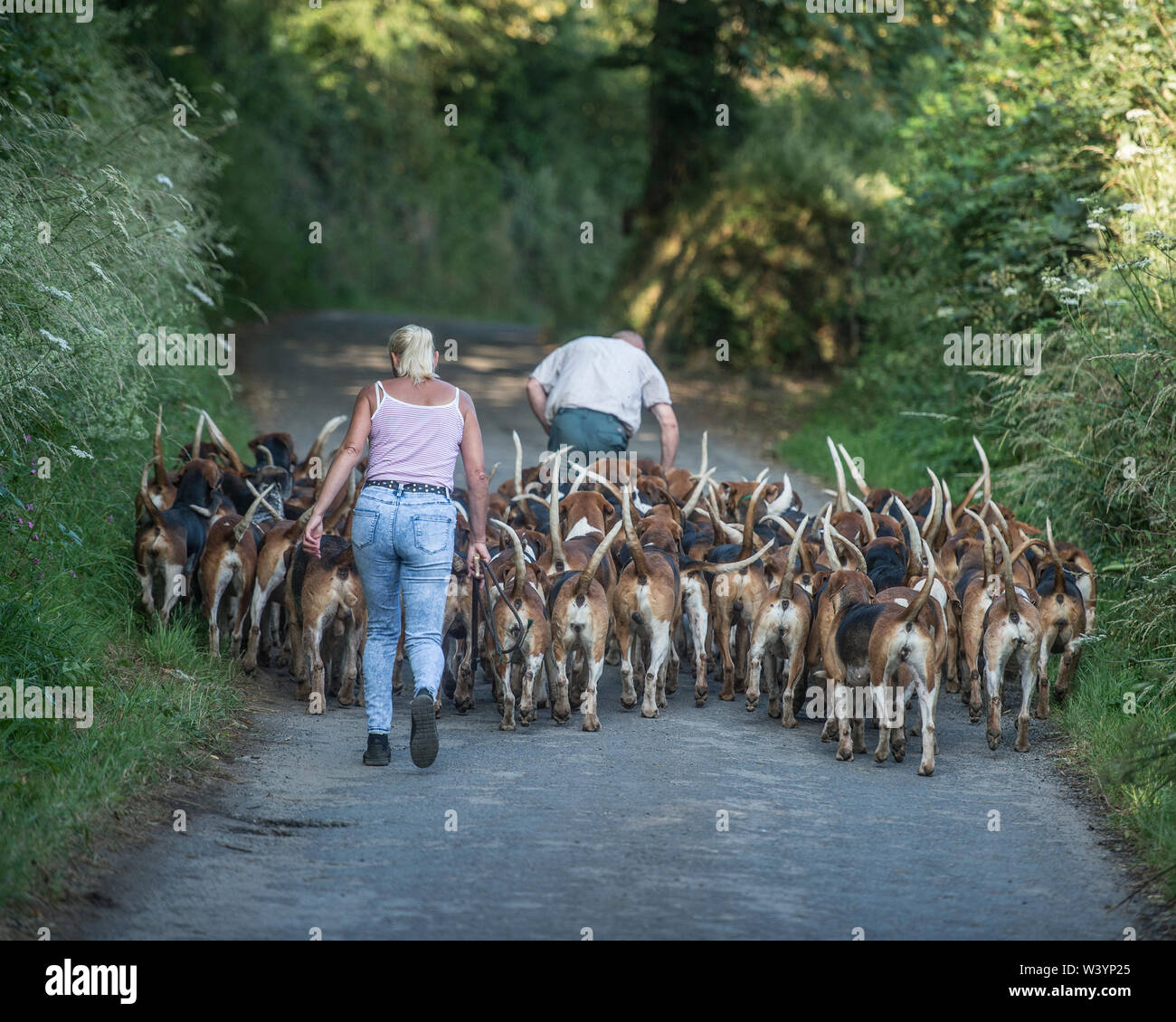 early morning exercise for a pack of foxhounds Stock Photo