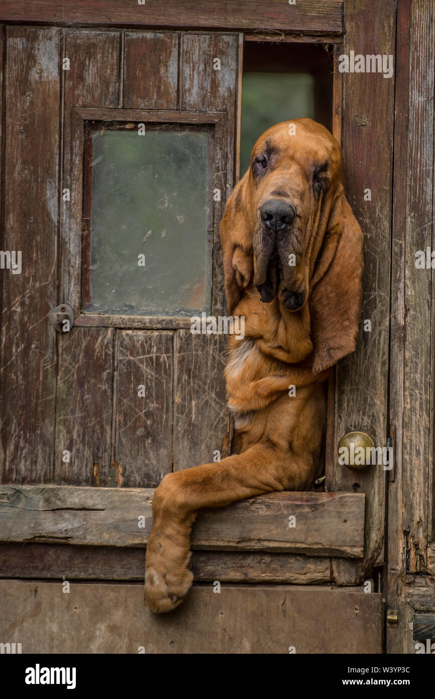 bloodhound dog looking cool through a doorway Stock Photo