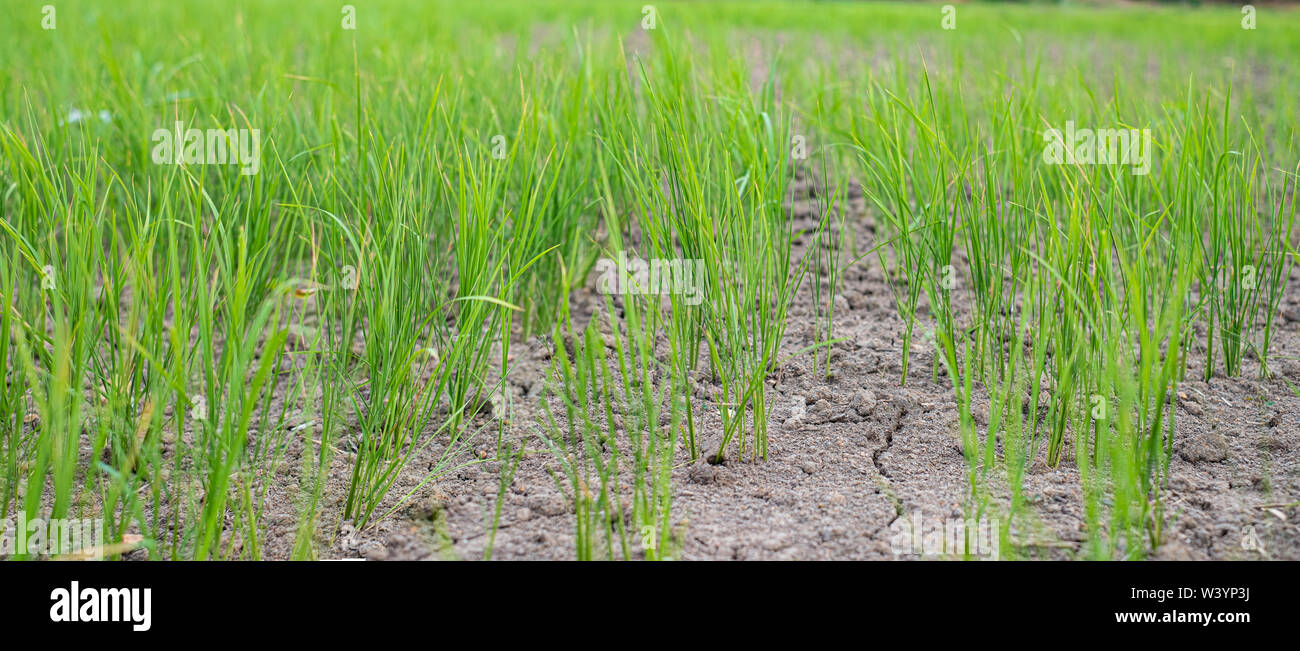 Rice seedlings in a paddy field growing racked and dry soil in arid
