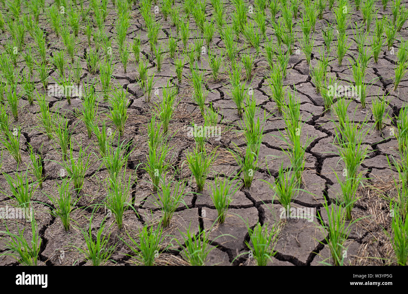 Rice seedlings in a paddy field growing racked and dry soil in arid