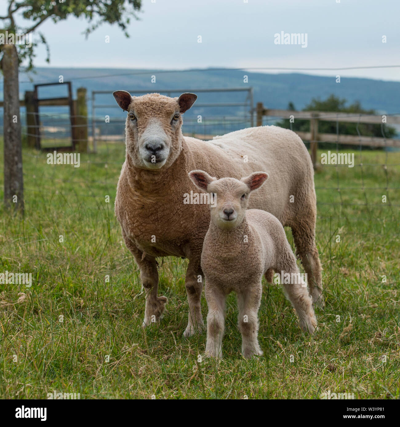 Ryeland sheep Stock Photo