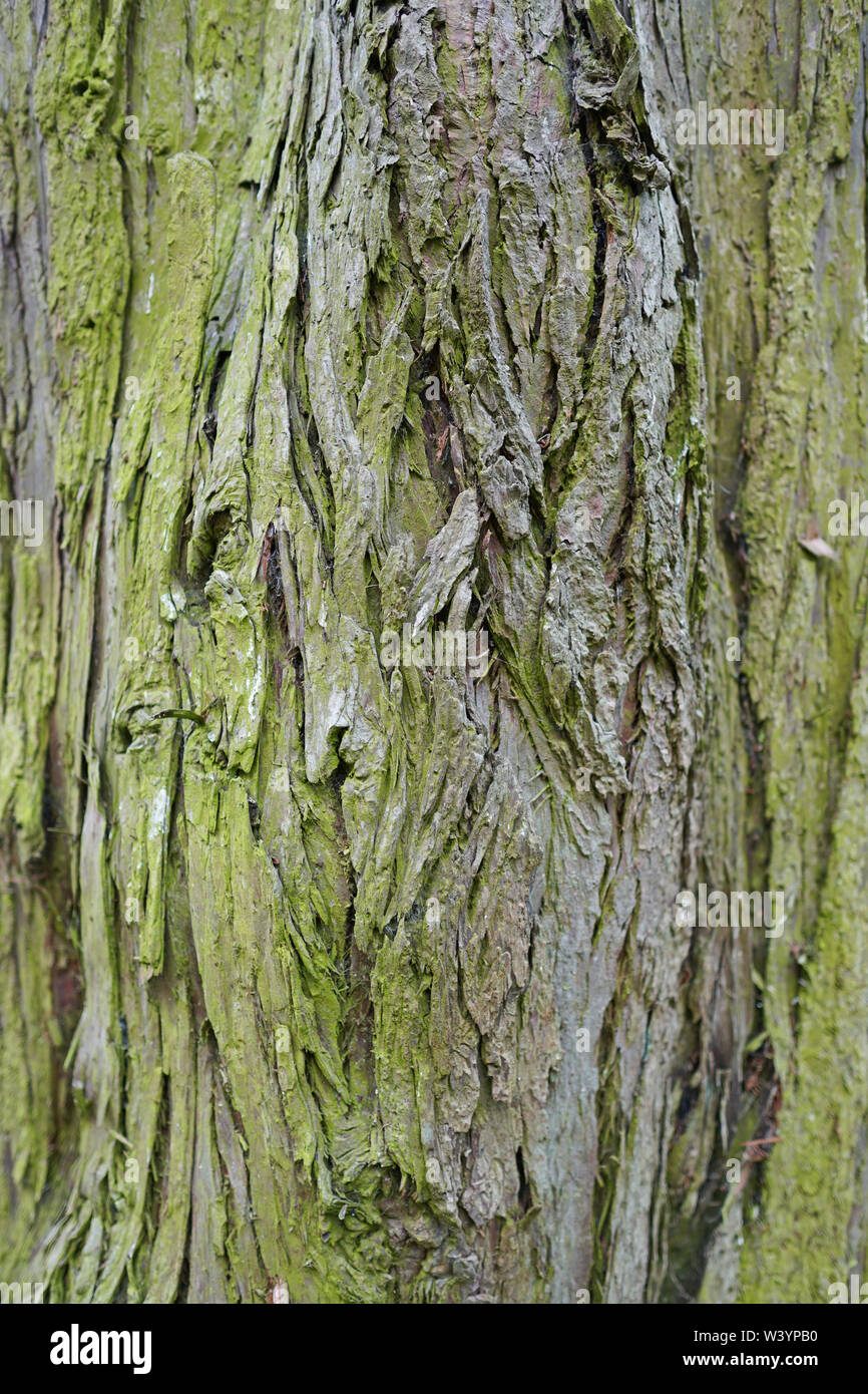 Rough tree bark texture on an aged tree Stock Photo - Alamy