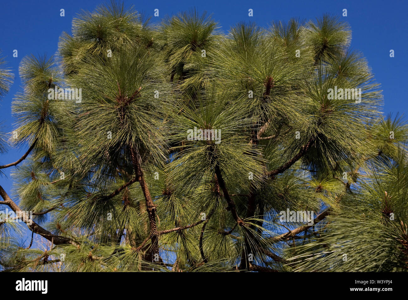 Close-up of Austrian Pine (Pinus nigra) in Sir Harold Hillier Gardens, Romsey, Hampshire, UK Stock Photo