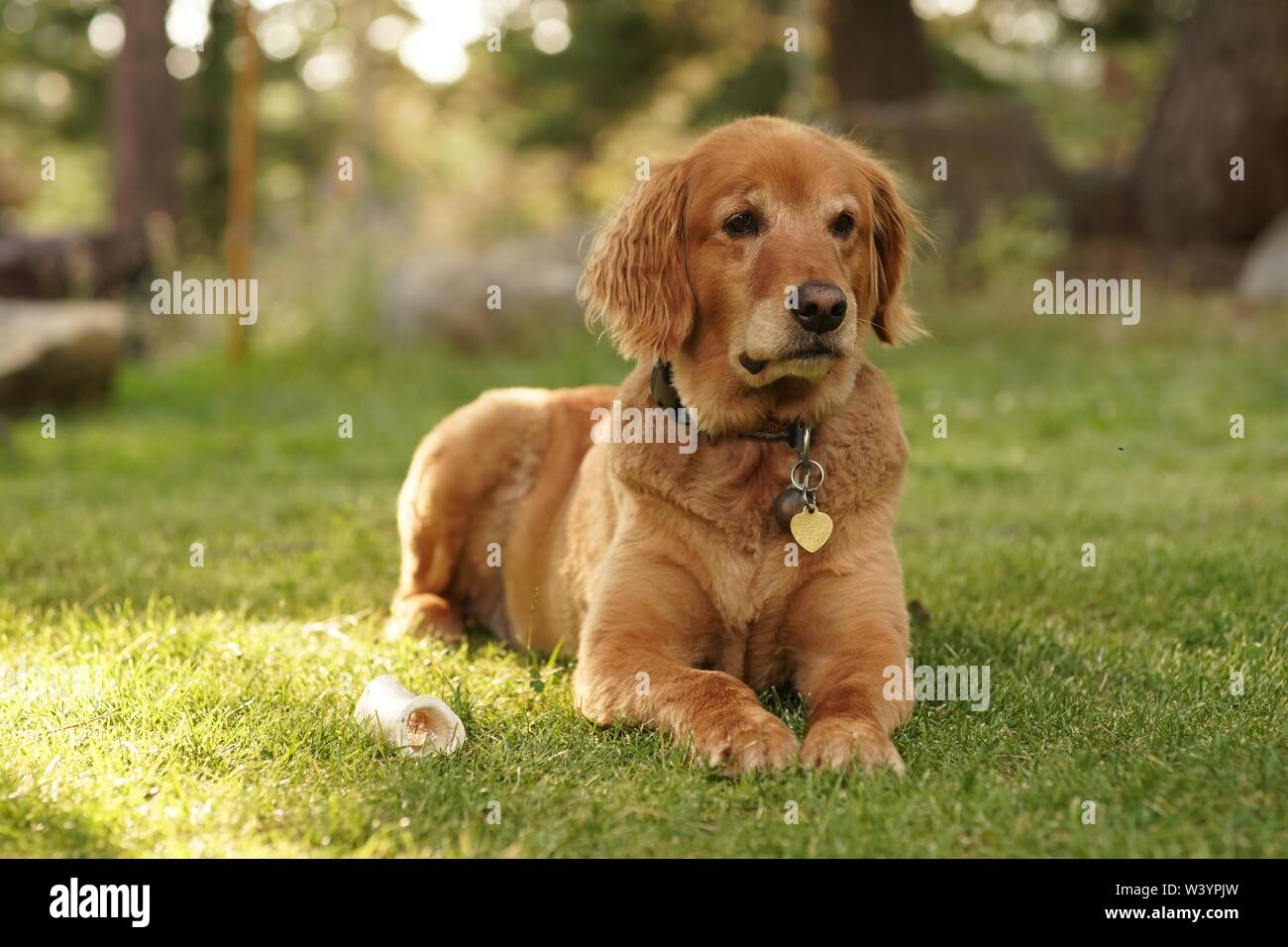 Closeup shot of a cute Golden retriever laying on the grass on the suuny day with blurred background Stock Photo