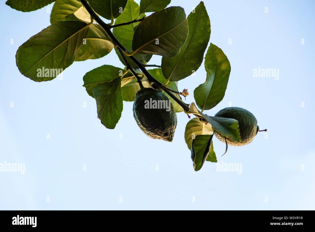 ripening lemons on branch Stock Photo