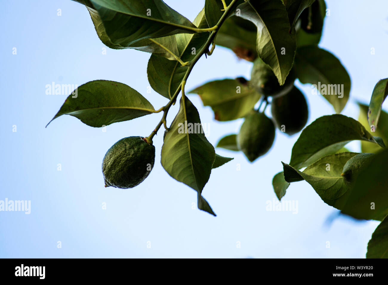 ripening lemons on branch Stock Photo