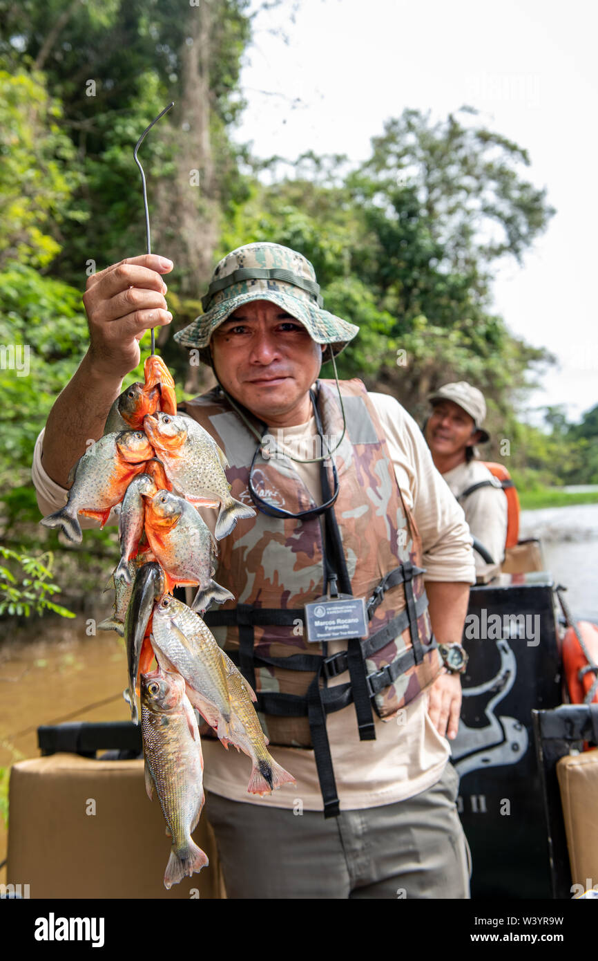 Crewmember of Zafiro on the Peruvian Amazon displays catch of Piranha (Characiformes)caught by guests in skiff. Stock Photo