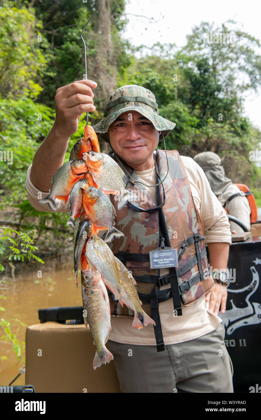 Crewmember of Zafiro on the Peruvian Amazon displays catch of Piranha (Characiformes)caught by guests in skiff. Stock Photo