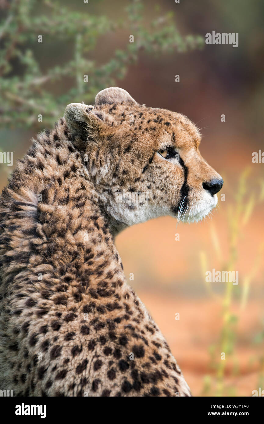 Northeast African cheetah / Sudan cheetah (Acinonyx jubatus soemmeringii) native to Sudan and Ethiopia Stock Photo