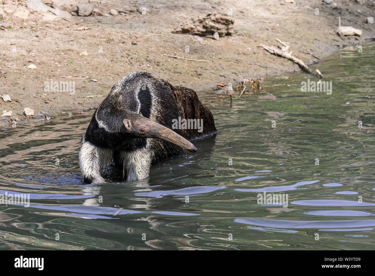 Giant anteater / ant bear (Myrmecophaga tridactyla) insectivore native ...