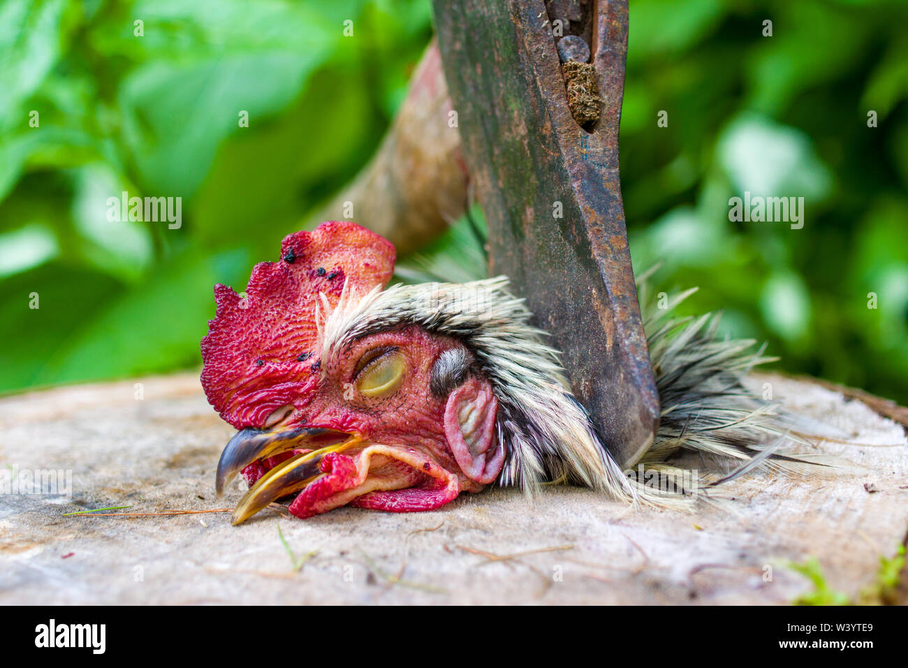 A chicken being slaughtered for meat by having its head chopped off with an axe. Stock Photo