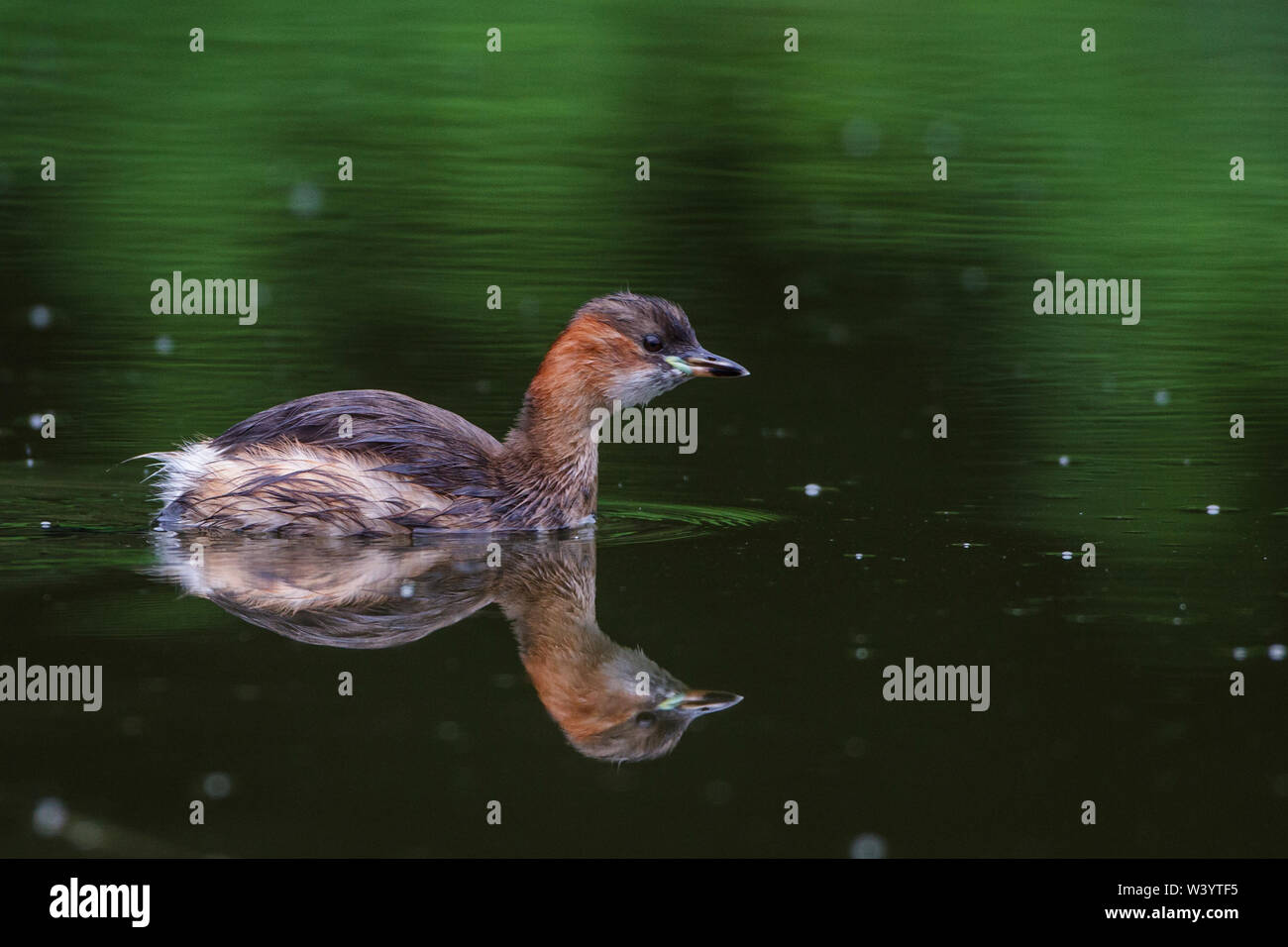 Little grebe, Zwergtaucher (Tachybaptus ruficollis) Stock Photo