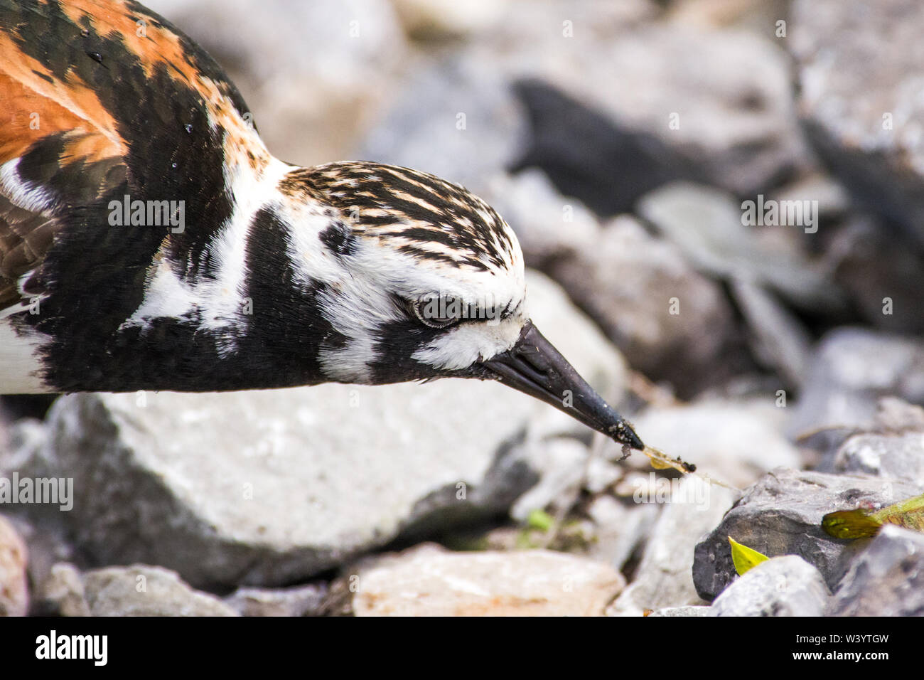 Ruddy turnstone (Arenaria interpres) pecking food off a rock on a beach. Stock Photo