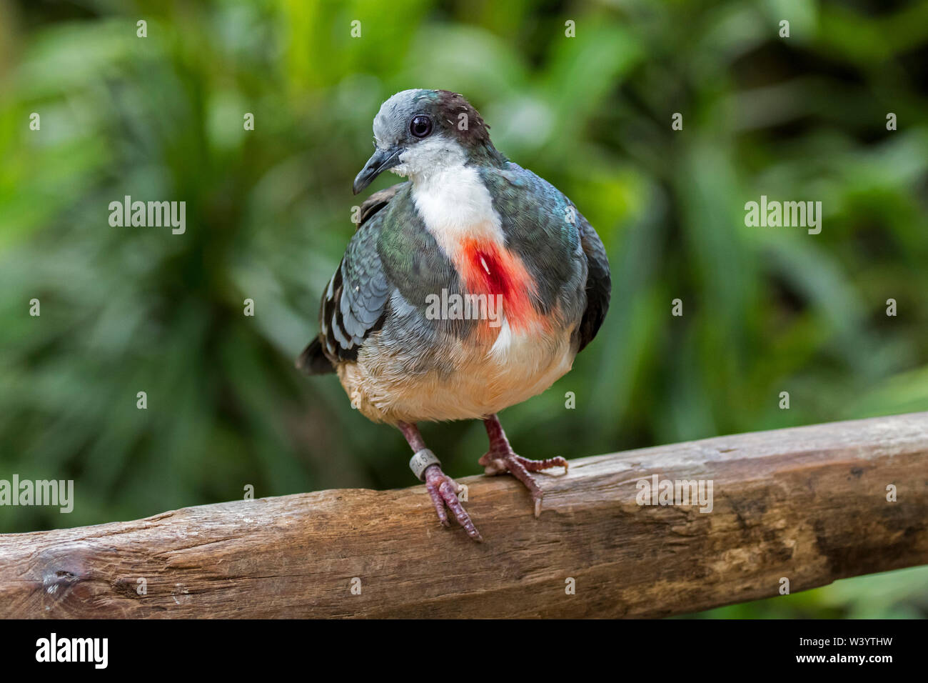 Luzon bleedingheart (Gallicolumba luzonica) ground dove native to the island of Luzon in the