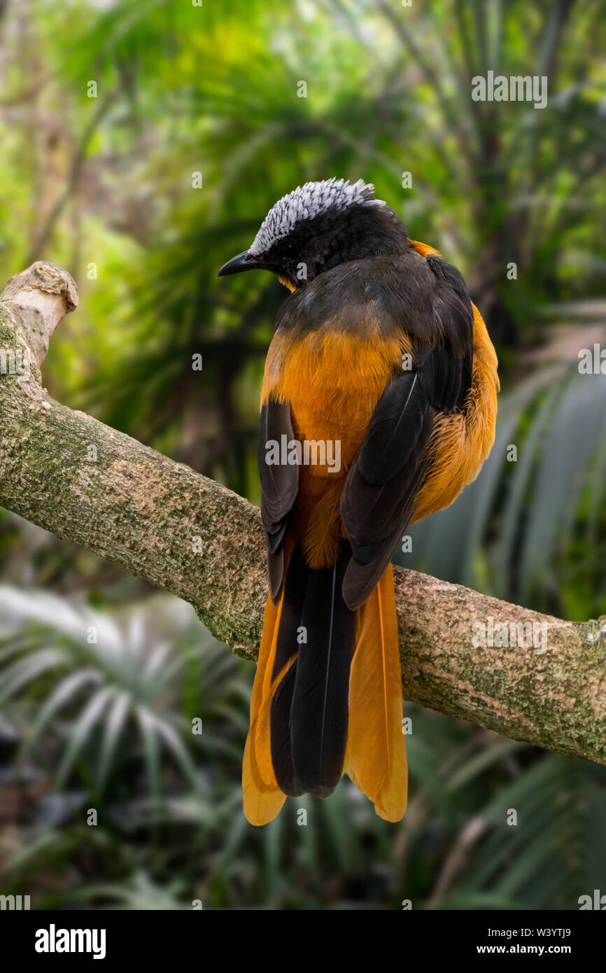 Snowy-crowned robin-chat / snowy-headed robin-chat (Cossypha niveicapilla) perched in tree, native to tropical forests in Africa Stock Photo