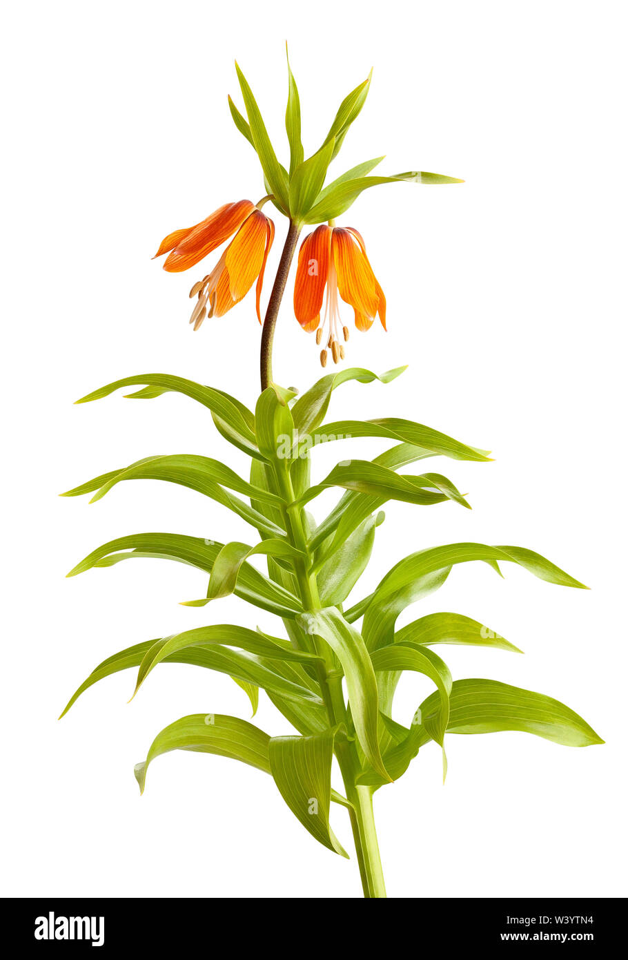 fritillaria blossom path isolated on white Stock Photo