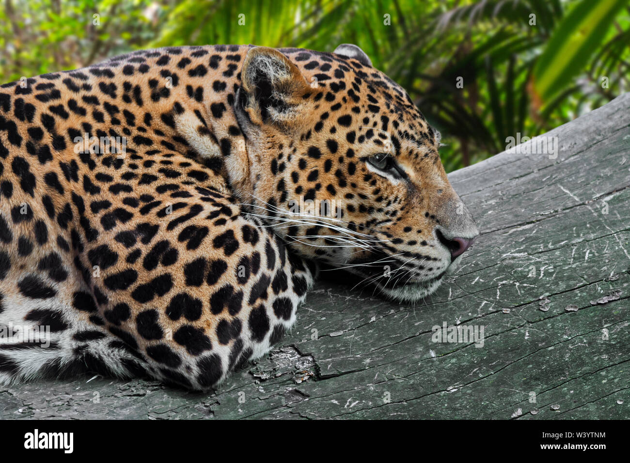 Javan leopard (Panthera pardus melas) resting on fallen tree trunk in ...