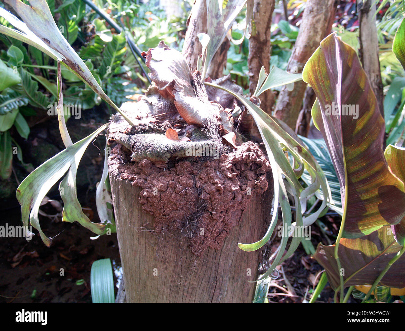 An anthill on a wooden pole in the garden with leaves Stock Photo