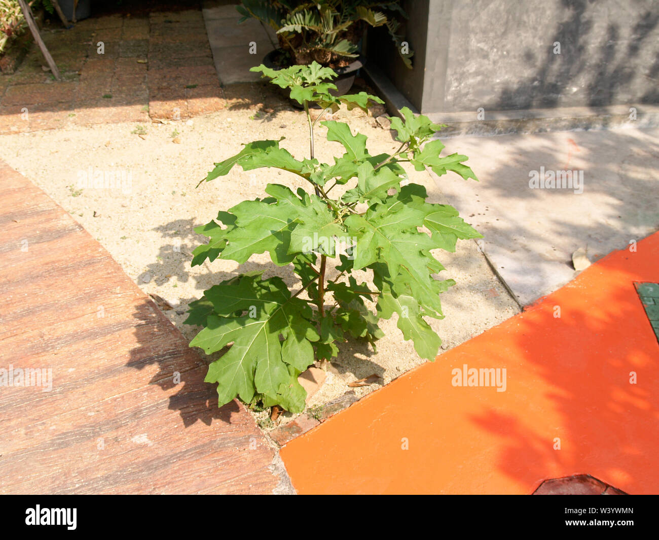 The Solanum torvum is growing Beside the walkway Stock Photo