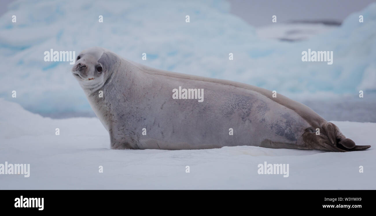 The crabeater seal Lobodon carcinophaga , also known as the krill-eater ...