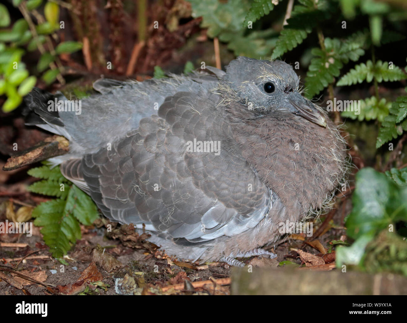 Wood Pigeon Fledgling or Squab (columba palambus) Stock Photo