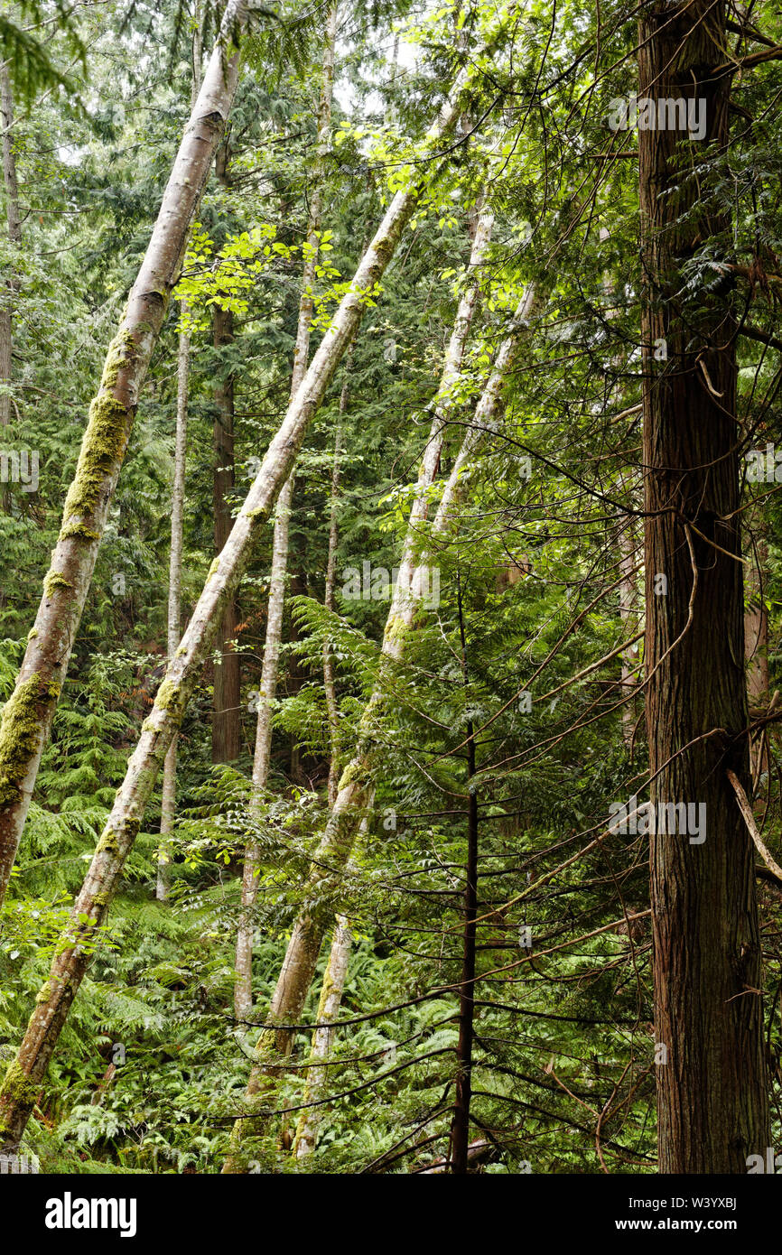 Stand od Red Alder (Alnus rubra) trees on Bowen Island, British Columbia, Canada Stock Photo