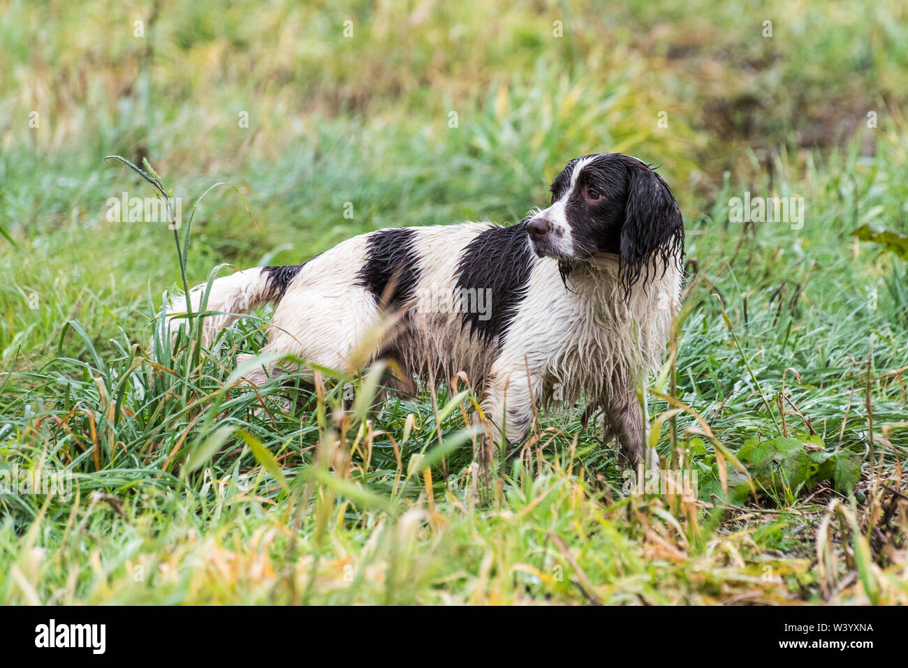Springer spaniel gun dog working through wet grass Stock Photo