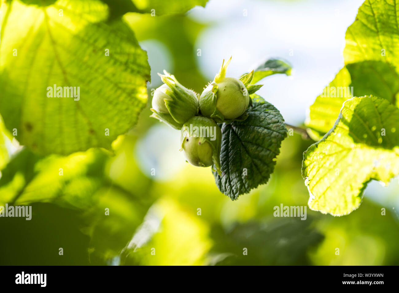 Featured image of post How to Make Cob Nuts Tree