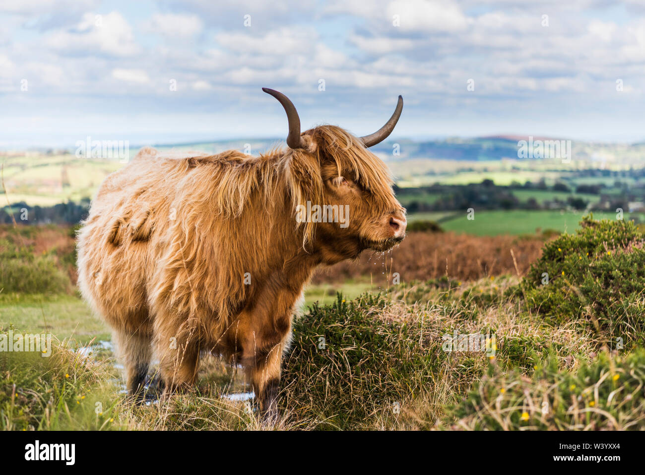 Highland cow grazing on Dartmoor on a summers day Stock Photo