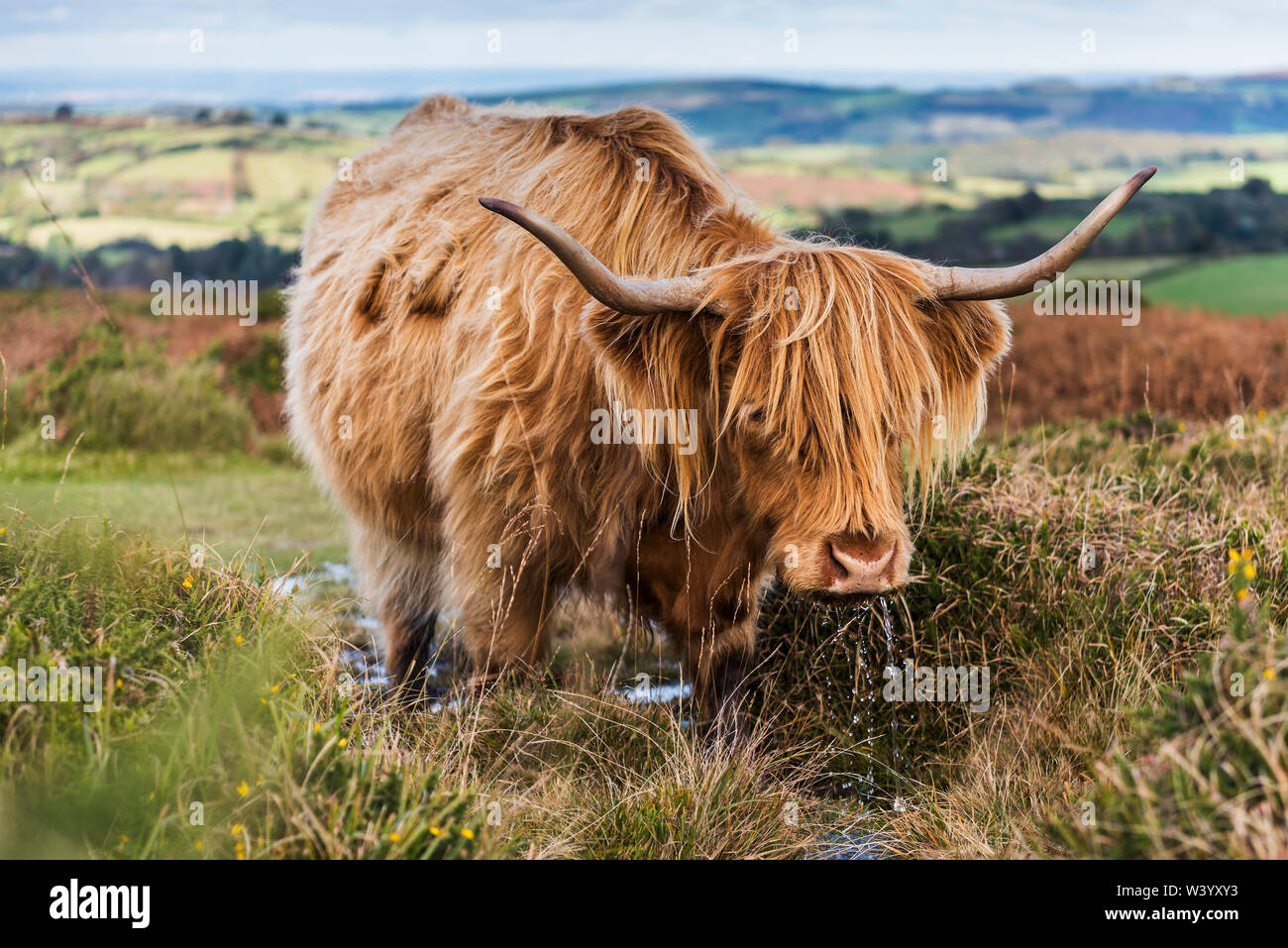 Highland cow grazing on Dartmoor on a summers day, water dripping from mouth Stock Photo