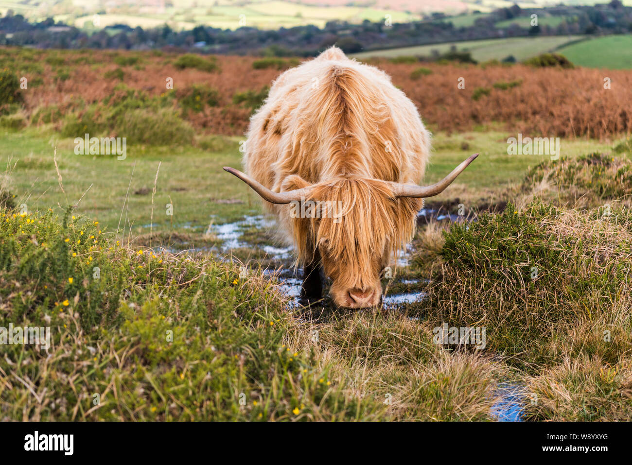 Highland cow grazing on Dartmoor on a summers day, drinking from puddle. Stock Photo
