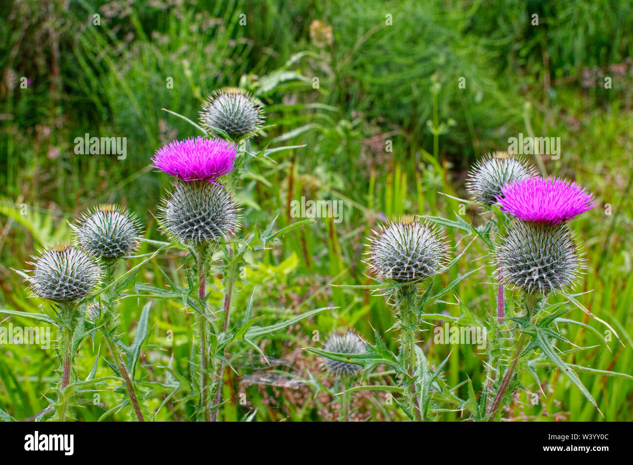 SCOTTISH THISTLE PLANT AND TWO MAGENTA FLOWERS Onopordum acanthium