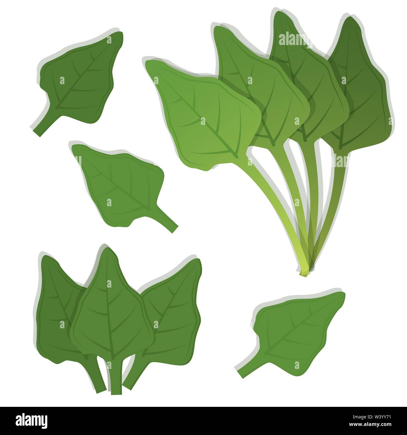 Spinach leaves bunch. White background. Isolated Stock Vector Image