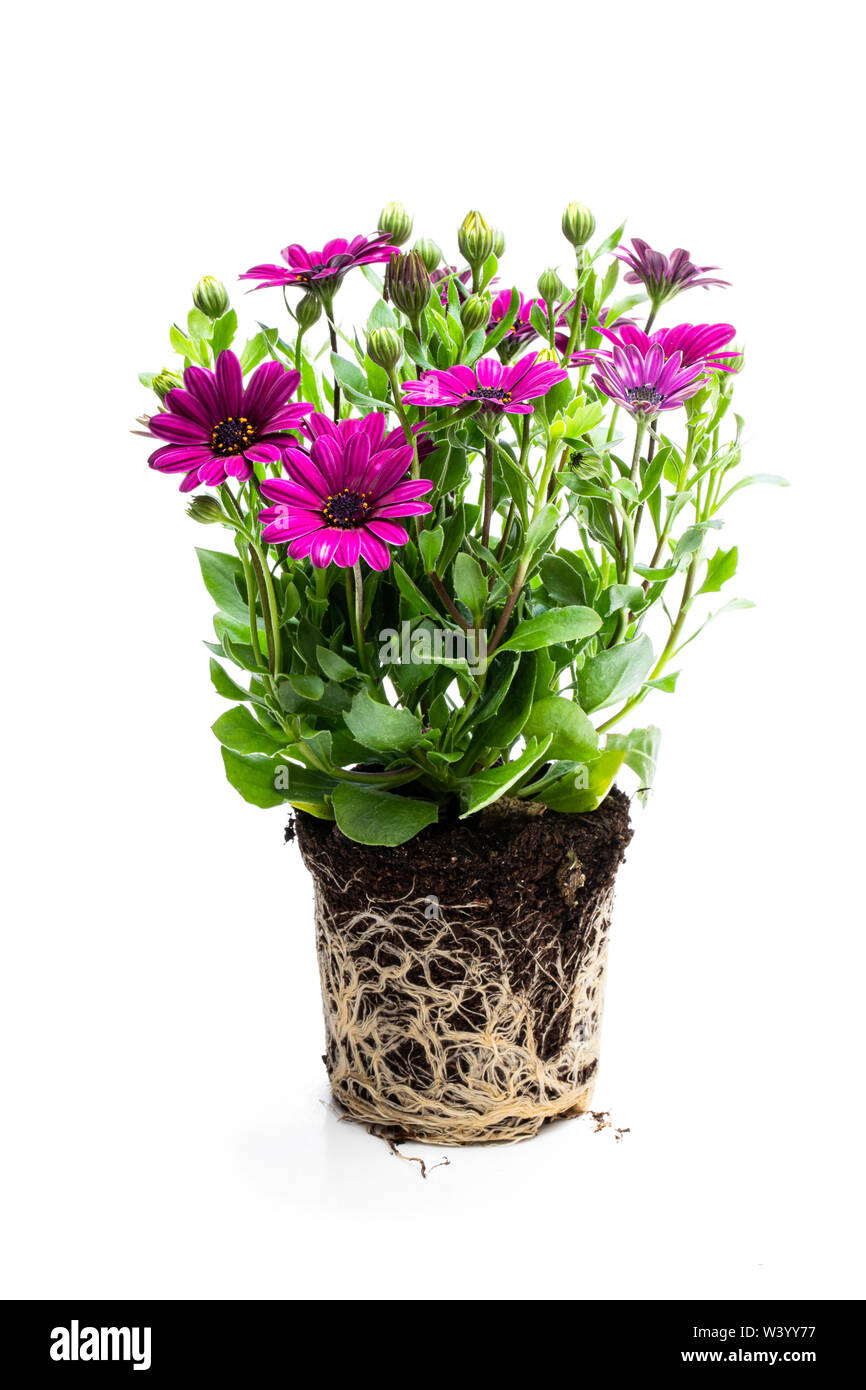 Daisy roots hires stock photography and images Alamy