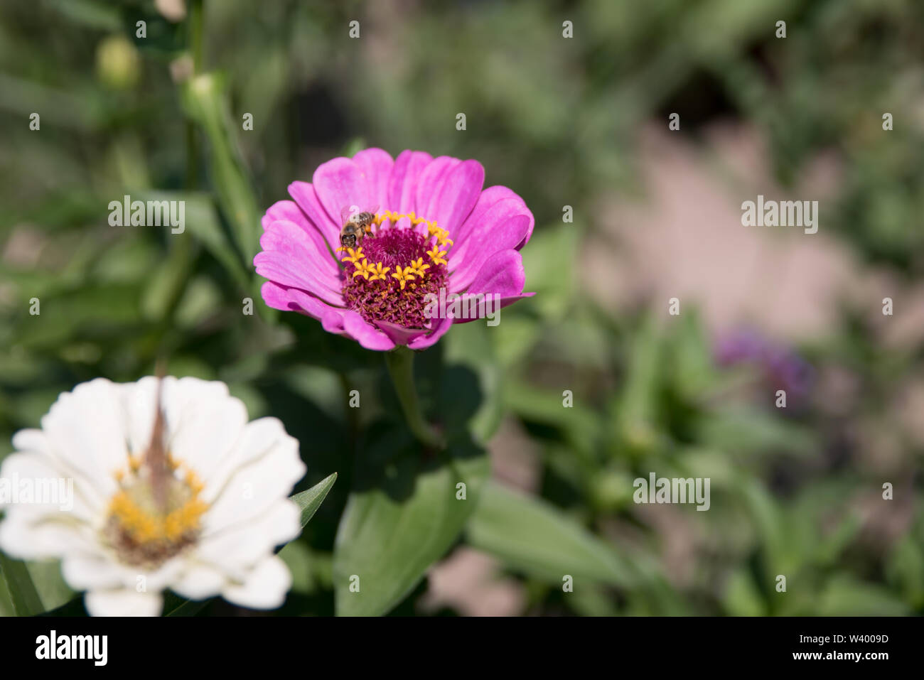 Bees and butterflies on wildflowers in a garden Stock Photo Alamy