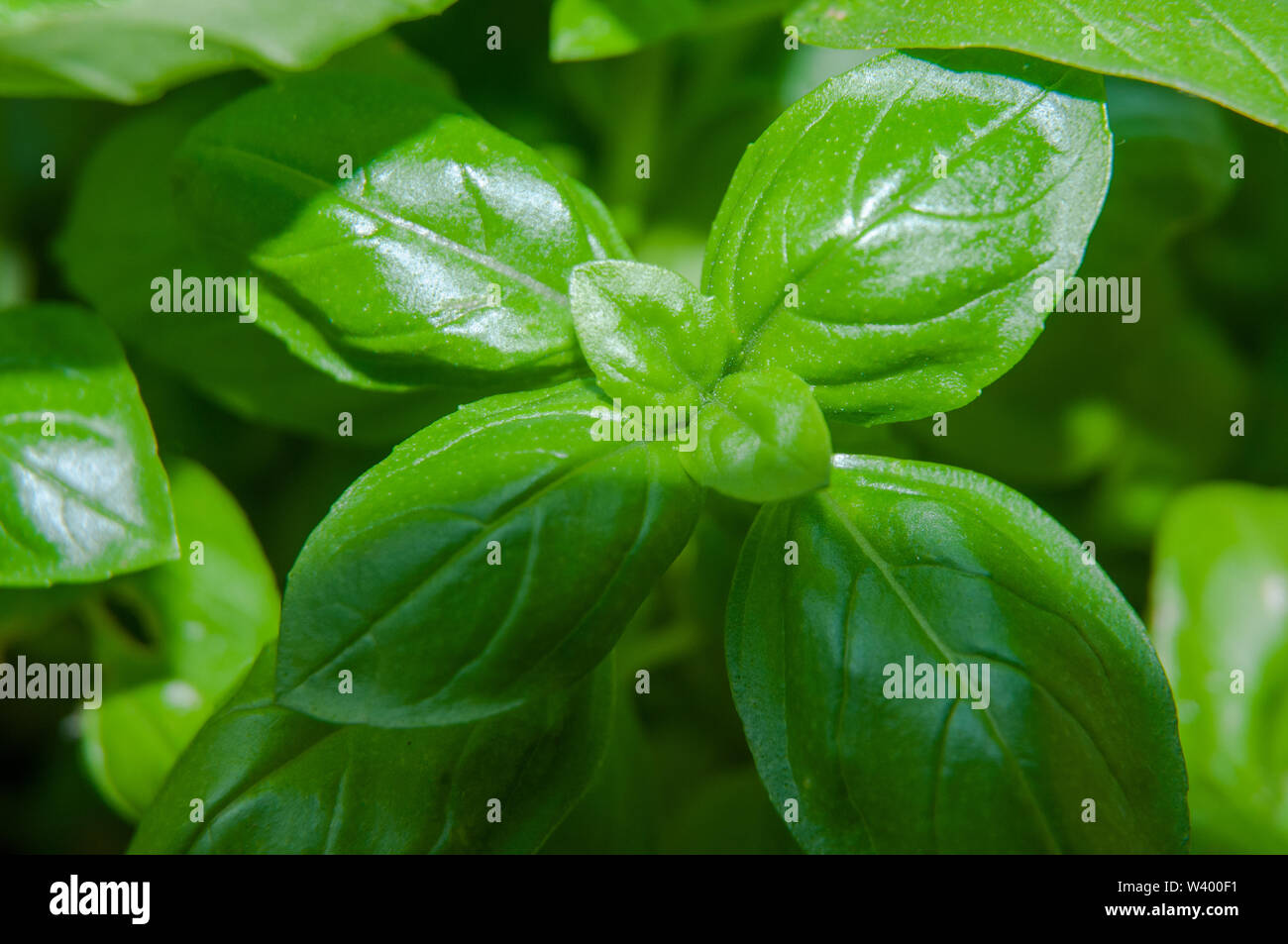 macrophotography of aromatic leaves of a great basil in a greenhouse ...