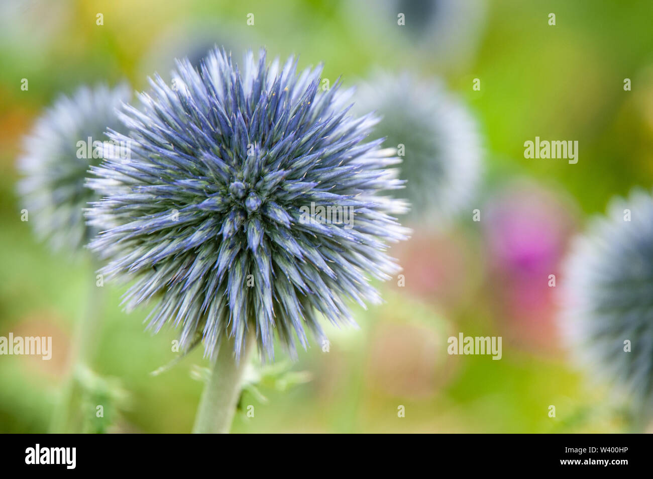 Inflorescence sphere hi-res stock photography and images - Alamy