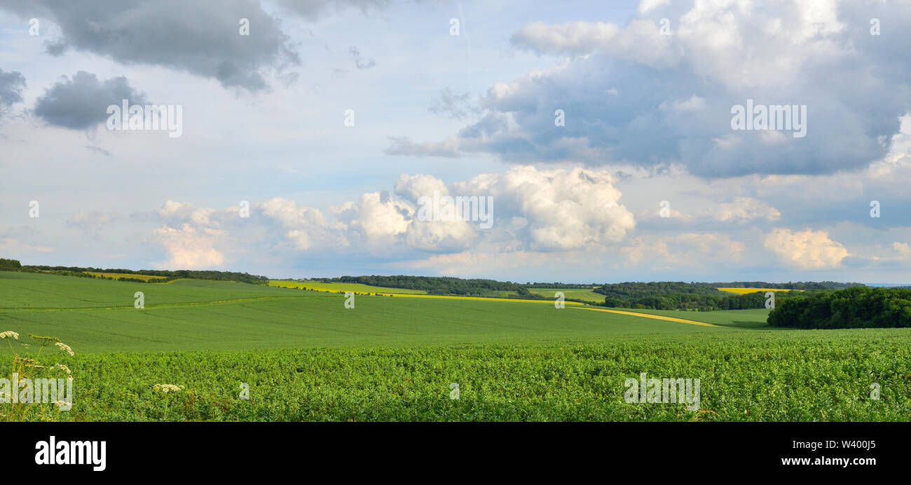 View over the agricultural landscape in Berkshire of fields of broad beans (fava beans) growing, UK Stock Photo