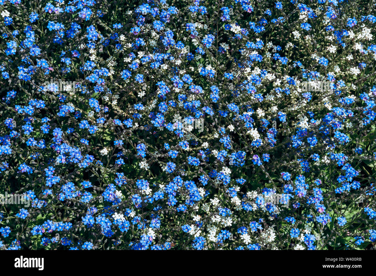 Blue small flowers hi-res stock photography and images - Alamy