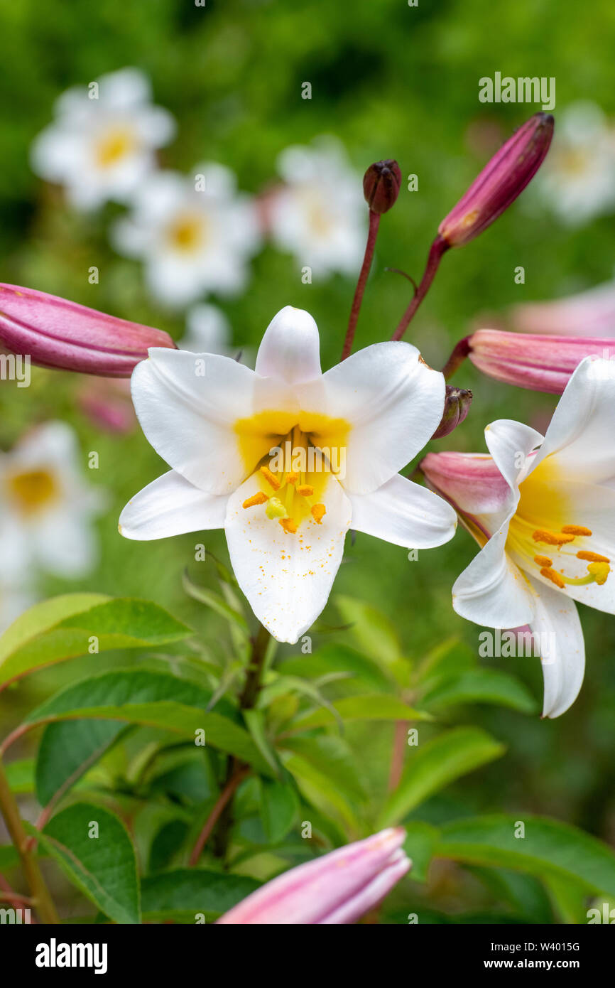 Lilium regale. Royal lily flowers. Trumpet lily Stock Photo