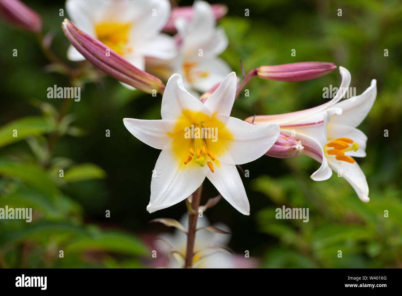Lilium regale. Royal lily flowers. Trumpet lily Stock Photo