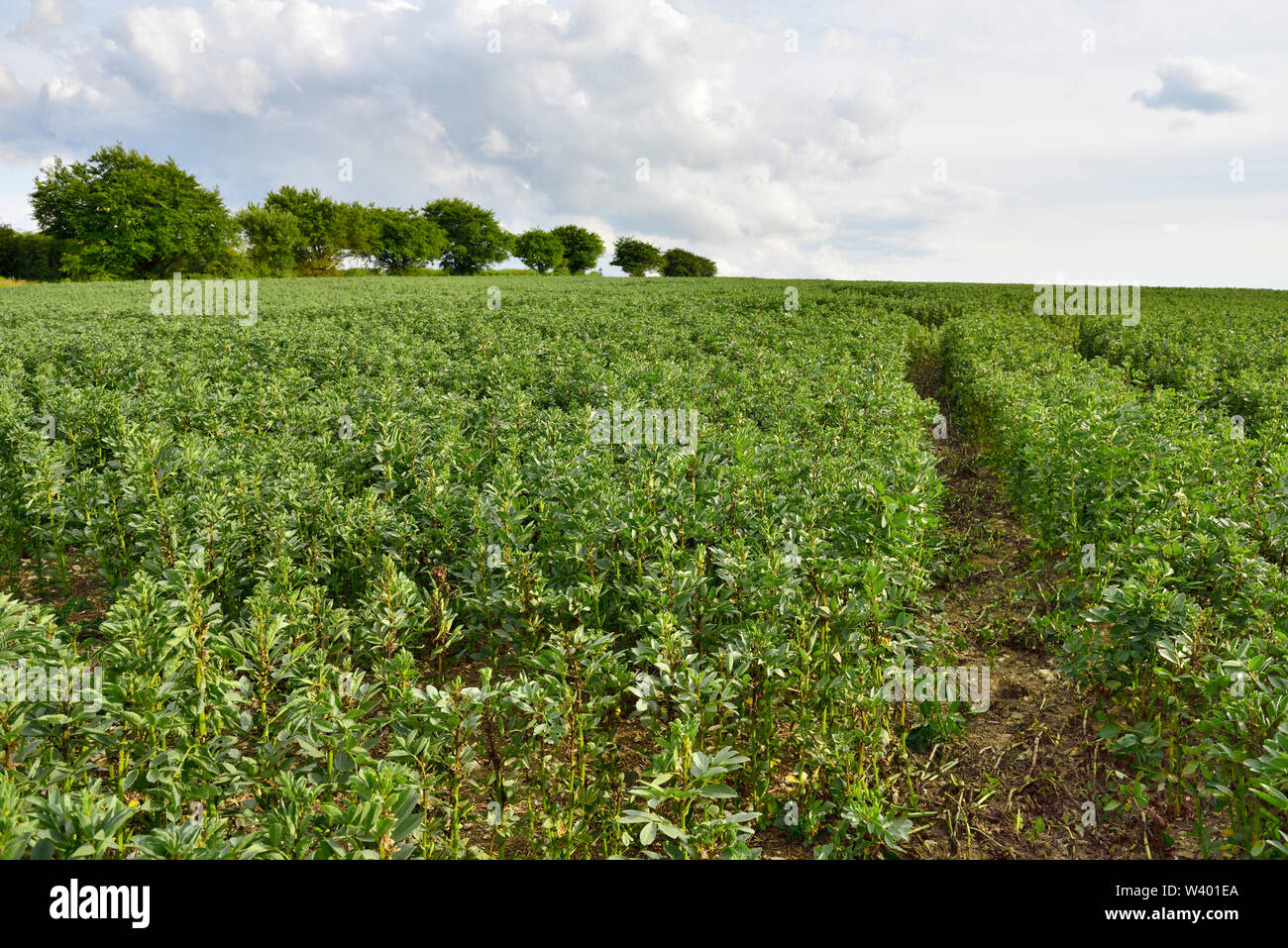 Crop of broad beans growing, Berkshire, UK Stock Photo