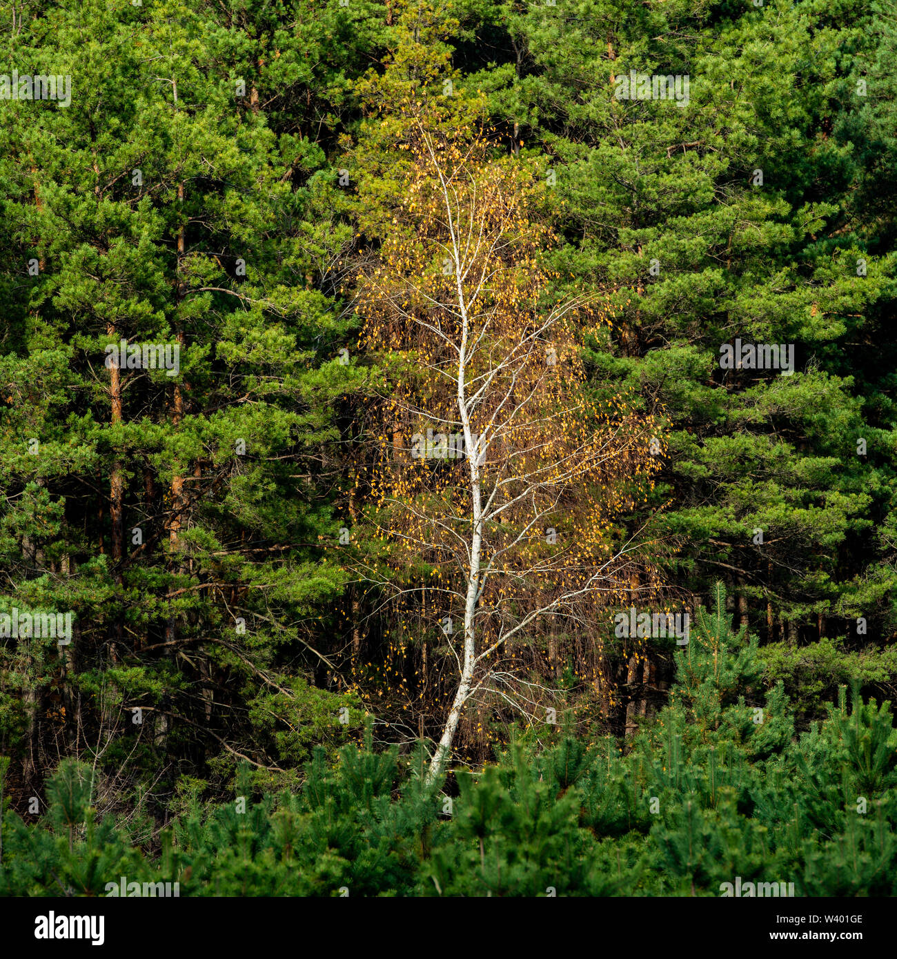 Birch Tree with Yellow Foliage on the Background of Green Pine Trees ...
