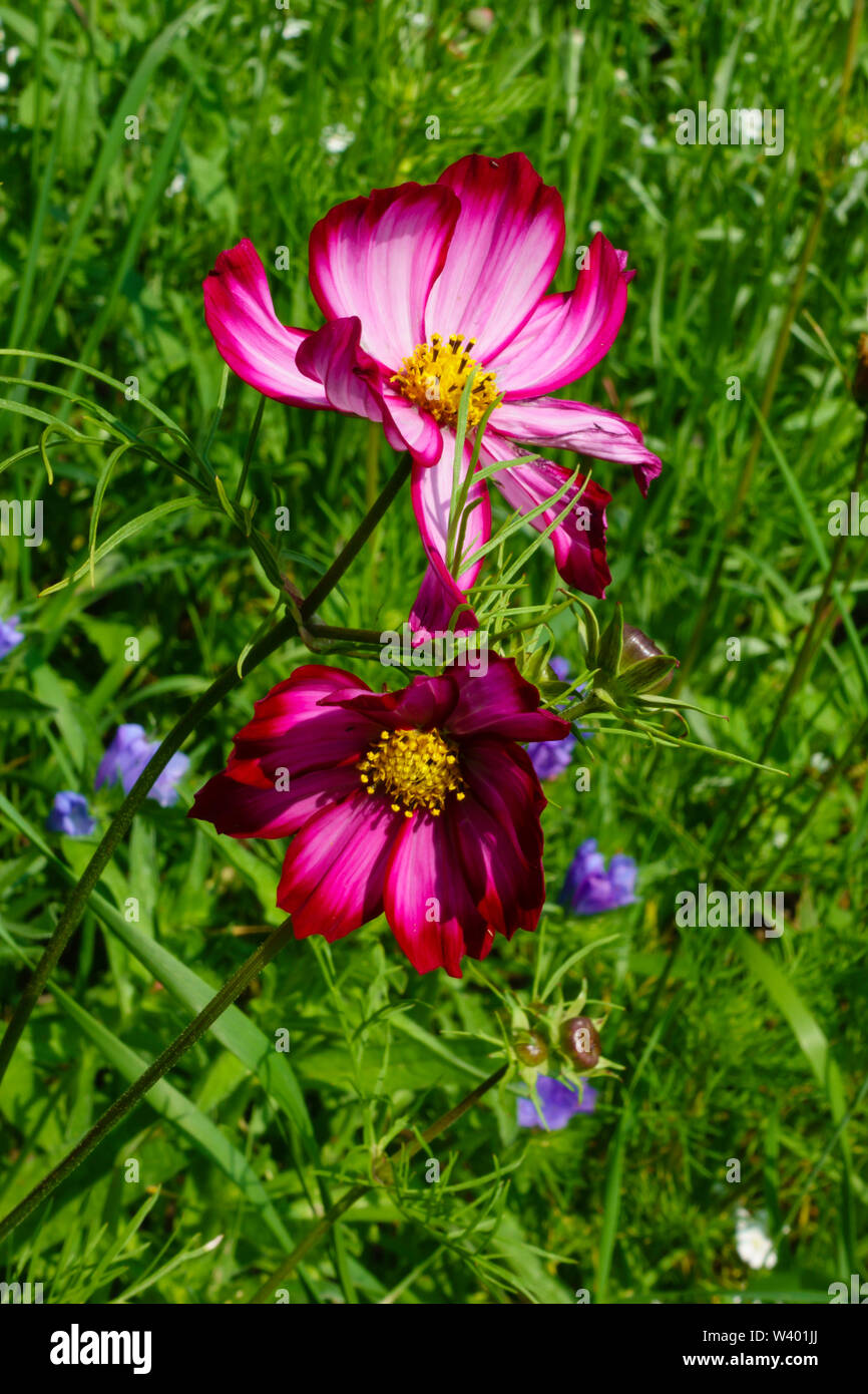 Purple flower with grass hi-res stock photography and images - Alamy