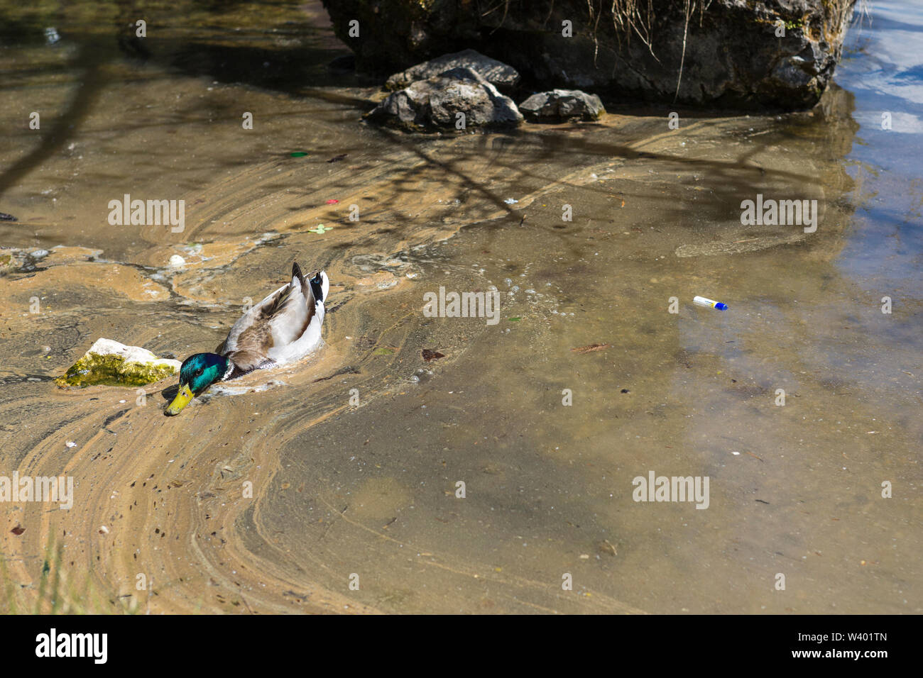 Environmental Awareness: Plastic floating on a mucky lake shore next to a duck looking for food Stock Photo
