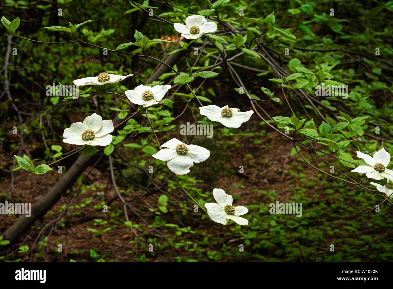 Dogwood Blooms Big Trees State Park California Stock Photo