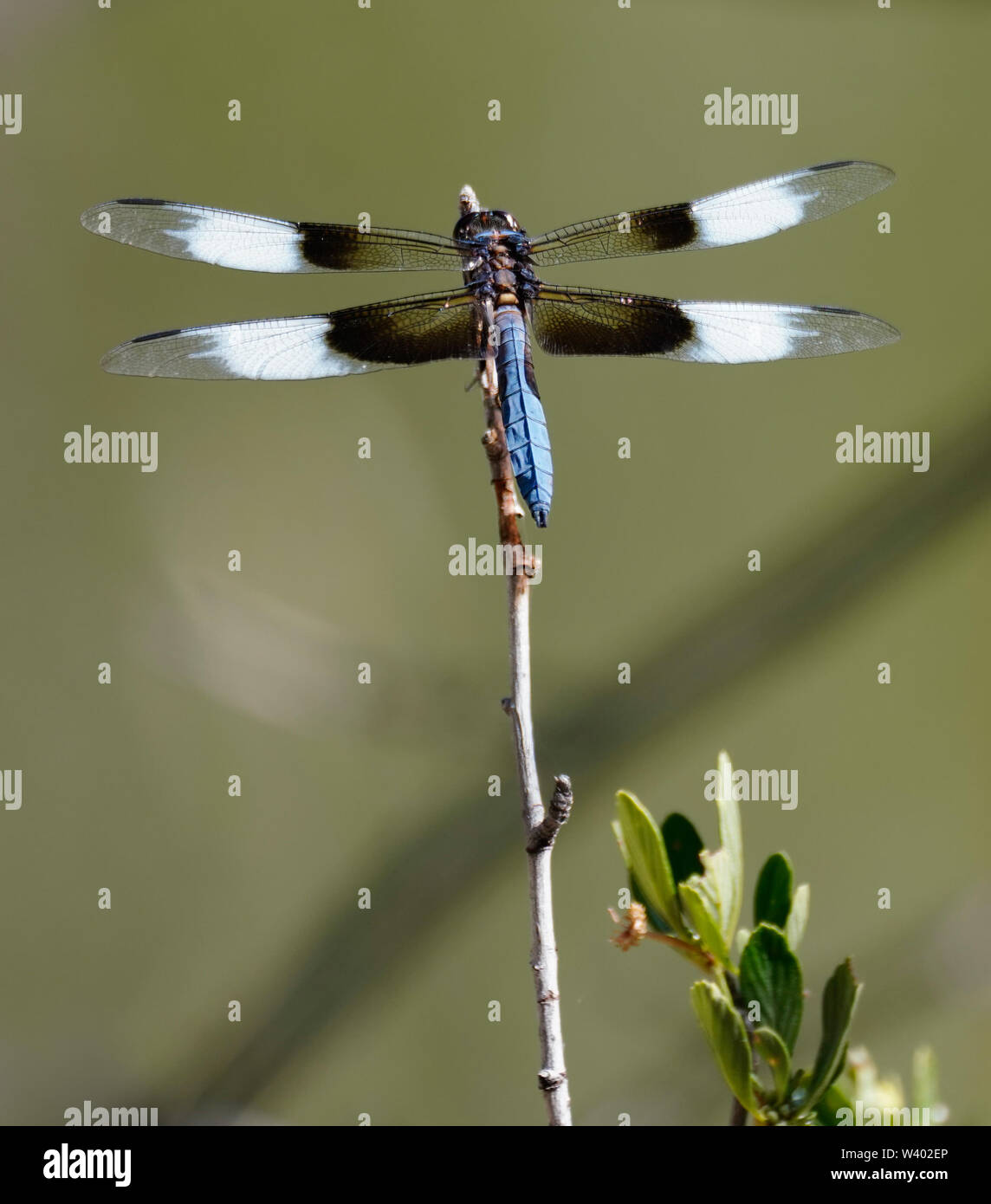A beautiful blue dragonfly on a reed with leaves on the side. Stock Photo